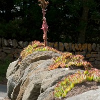 Common Houseleek